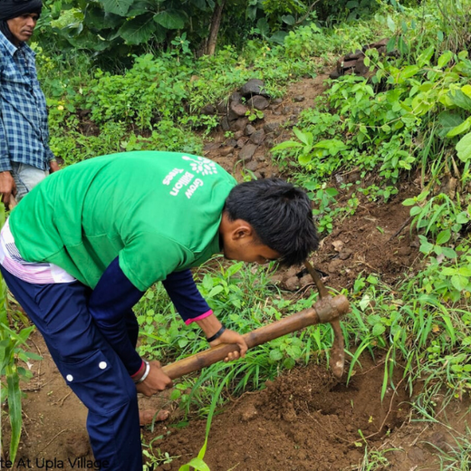 Imperealle: Skincare and Sustainability Rooted in Agroforestry – Planting