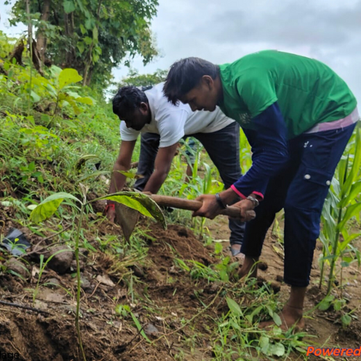 Imperealle: Skincare and Sustainability Rooted in Agroforestry – Planting