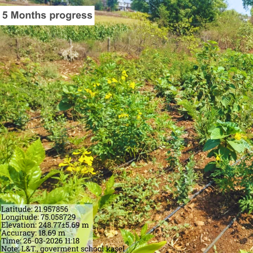 L&T’s Green Symphony: Nurturing Life through Miyawaki Forests – 1 year