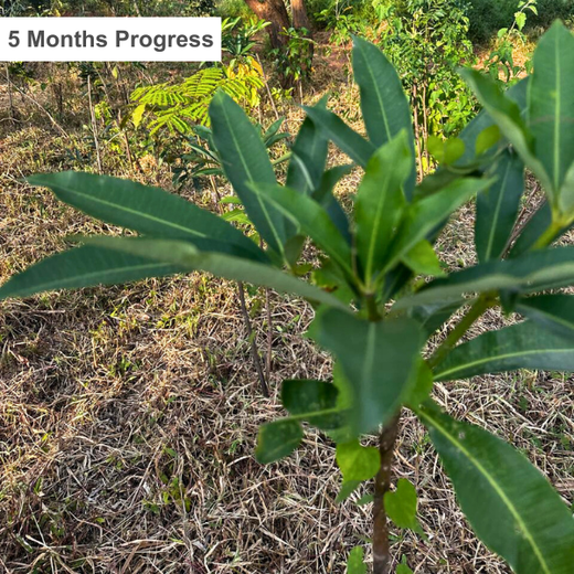 Growing Sustainability: OneAdvanced’s Green CSR Initiative – 1 year