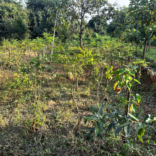 Growing Sustainability: OneAdvanced’s Green CSR Initiative – 1 year