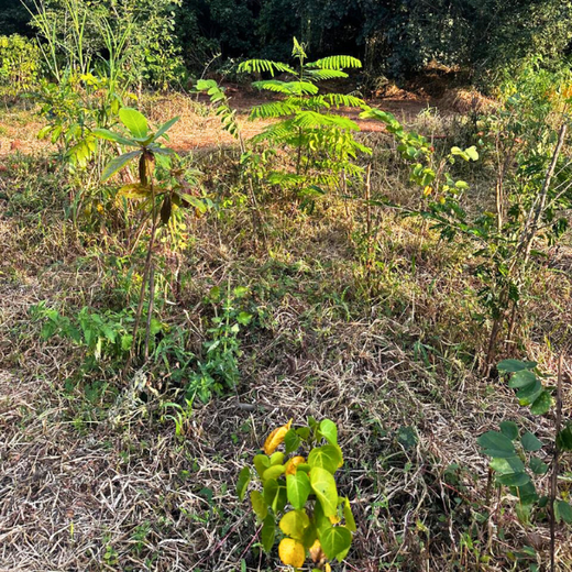 Growing Sustainability: OneAdvanced’s Green CSR Initiative – 1 year