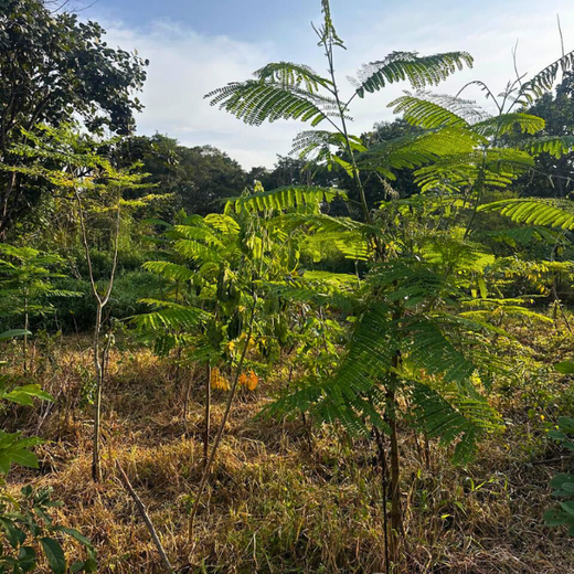 Growing Sustainability: OneAdvanced’s Green CSR Initiative – 1 year