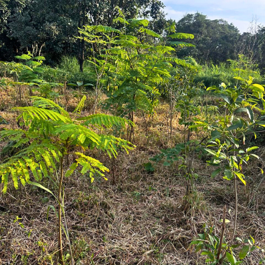 Growing Sustainability: OneAdvanced’s Green CSR Initiative – 1 year