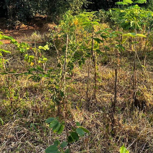Growing Sustainability: OneAdvanced’s Green CSR Initiative – 1 year