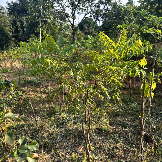 Growing Sustainability: OneAdvanced’s Green CSR Initiative – 1 year
