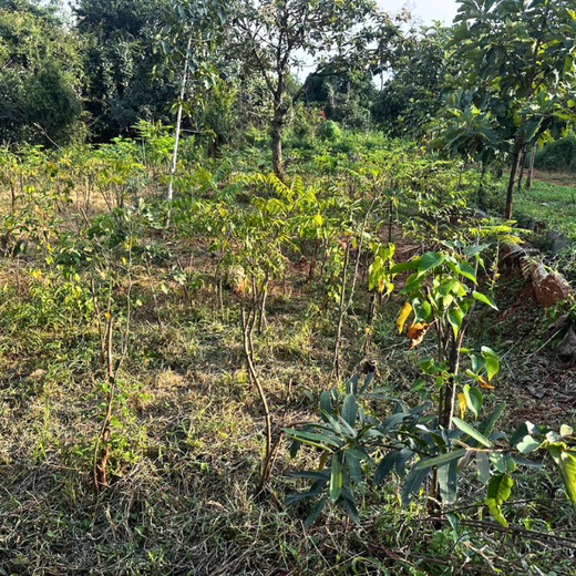 Growing Sustainability: OneAdvanced’s Green CSR Initiative – 1 year