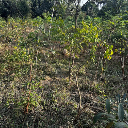 Growing Sustainability: OneAdvanced’s Green CSR Initiative – 1 year
