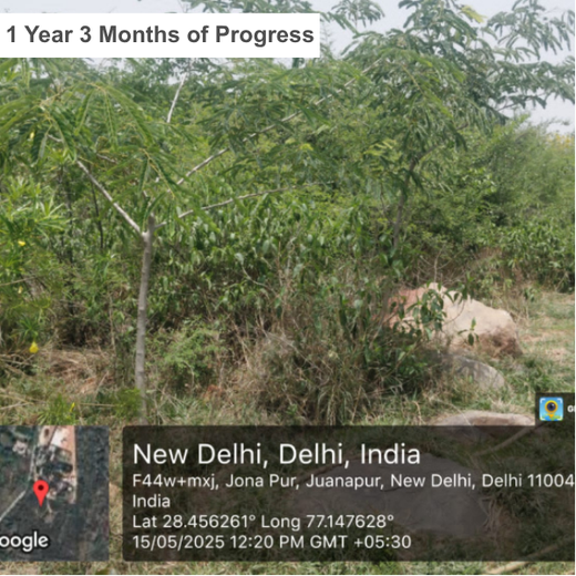 SIMPPLR's Green Commitment: Empowering Employees to Grow Urban Forests – 1 year