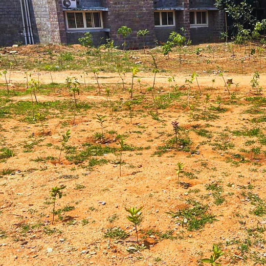 Greenprints for Tomorrow: Project Green’s Youth-Led Forest Vision – 6 months