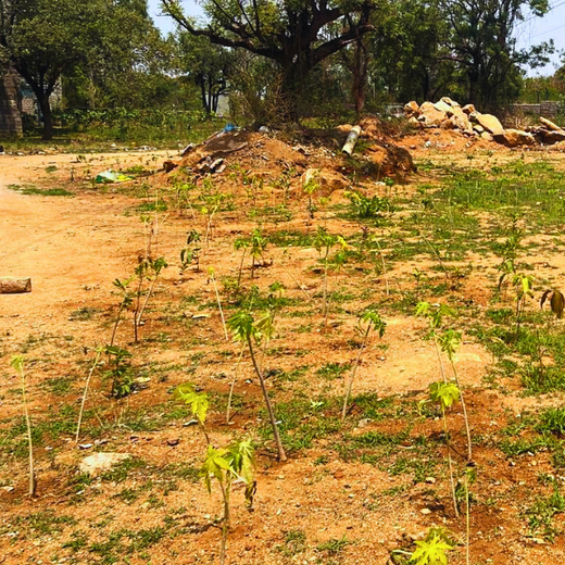 Greenprints for Tomorrow: Project Green’s Youth-Led Forest Vision – 6 months