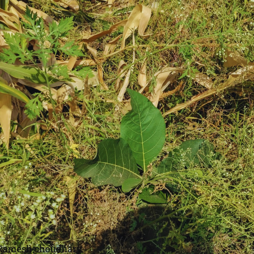 Nature’s Answer: Roots for Tomorrow’s Green Mission – 1 year