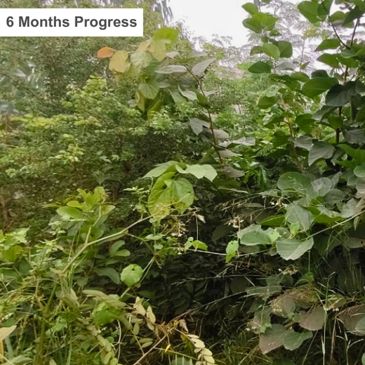 One Machine = One Tree Growing a Greener Tomorrow with Sharp Engineers – 1 year