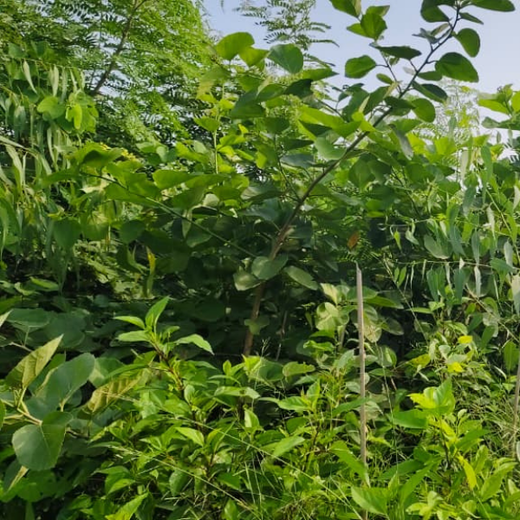 One Machine = One Tree Growing a Greener Tomorrow with Sharp Engineers – 1 year