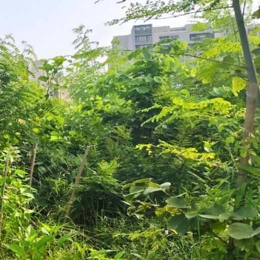 One Machine = One Tree Growing a Greener Tomorrow with Sharp Engineers – 1 year