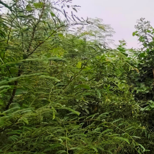One Machine = One Tree Growing a Greener Tomorrow with Sharp Engineers – 1 year