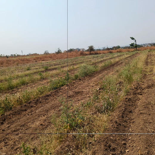 Harvesting Hope: We4All's Tree Plantation in Agroforests – 6 months