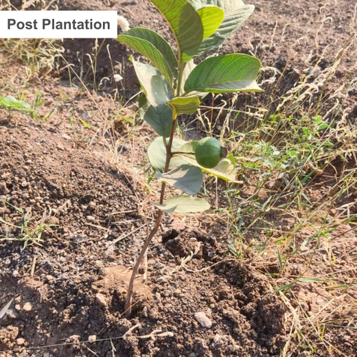 Harvesting Hope: We4All's Tree Plantation in Agroforests – 6 months