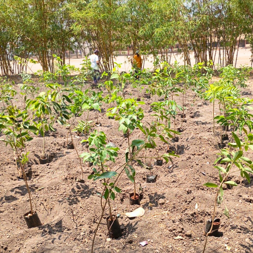 Green Intelligence: Xebia’s Smart Step Toward Sustainability – Planting