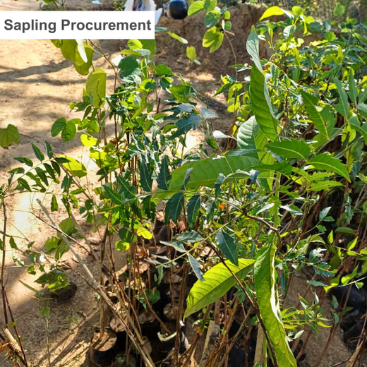 Honoring Surgeons, Cultivating Sustainability: Johnson & Johnson’s Tree Plantation Initiative in Haryana – Planting