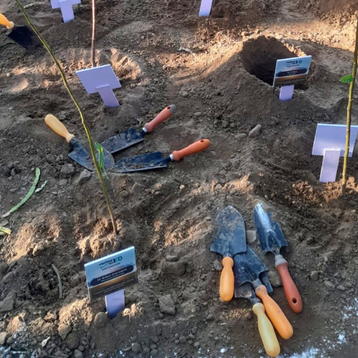 Honoring Surgeons, Cultivating Sustainability: Johnson & Johnson’s Tree Plantation Initiative in Haryana – Planting