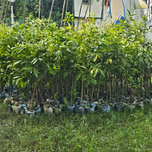 KKR Runs to Roots: Turning Every Run into a Tree – Planting