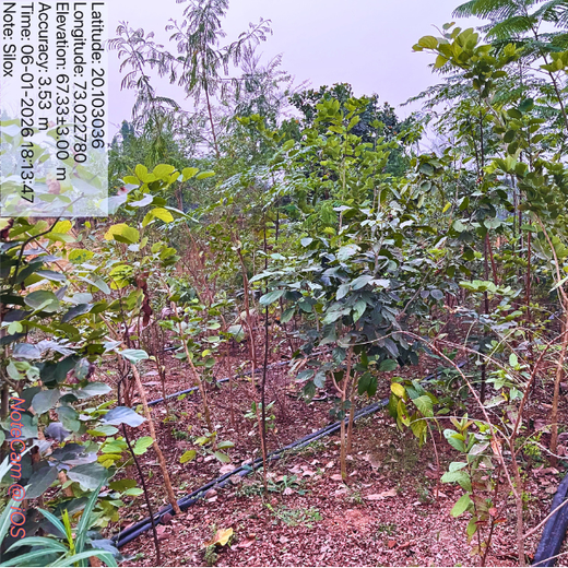 Silox India Miyawaki Tree Plantation School Initiative: Growing Green Futures – 2 years