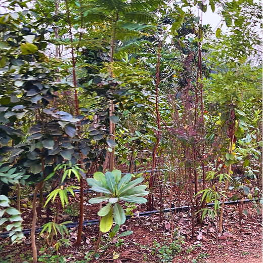 Silox India Miyawaki Tree Plantation School Initiative: Growing Green Futures – 2 years