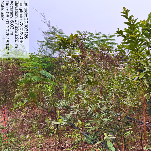 Silox India Miyawaki Tree Plantation School Initiative: Growing Green Futures – 2 years