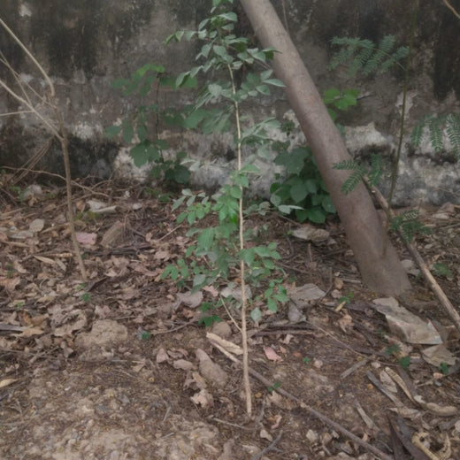 Deep Roots, Strong Teams: ProcDNA's Employee-Driven Green Initiative – 1 year