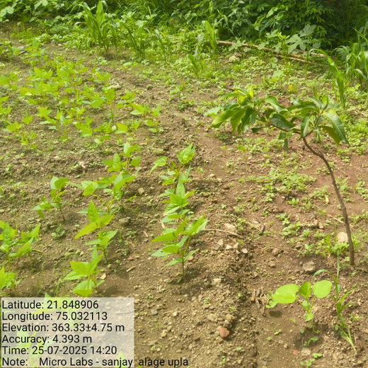 Micro Labs Limited’s World Environment Day Green Drive – 6 months
