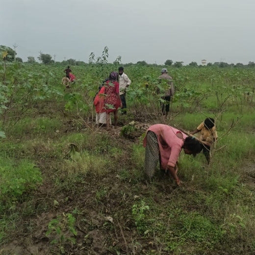 Apollo Tyres: Growing Livelihoods and Green Cover in Gujarat – 3 years