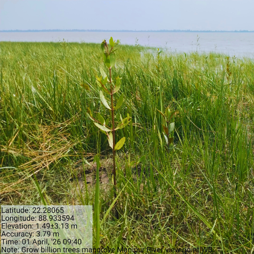 Awesome Sleep’s Mangroves for Air, Life & Better Sleep – 6 months