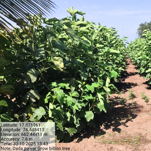 Agroforestry for a Sustainable Tomorrow: Bajaj Allianz General Insurance's ESG Initiative – 2 years
