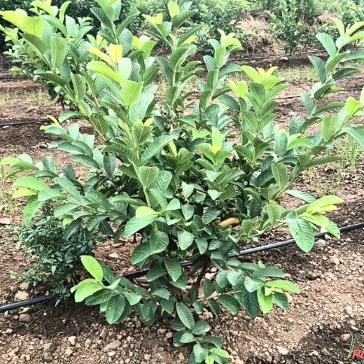 Agroforestry for a Sustainable Tomorrow: Bajaj Allianz General Insurance's ESG Initiative – 2 years