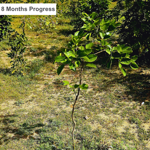 Smarter World, Greener Earth: Emerson’s CSR Initiative – 1 year