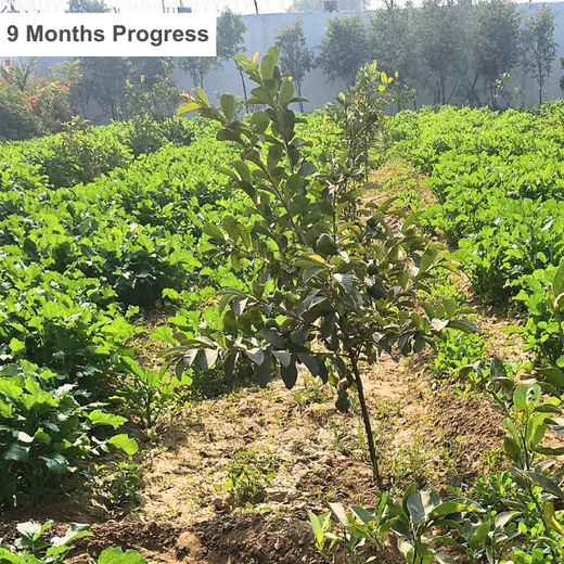 Growing Green, Empowering Farmers: Fareportal’s Agroforest CSR Drive – 1 year