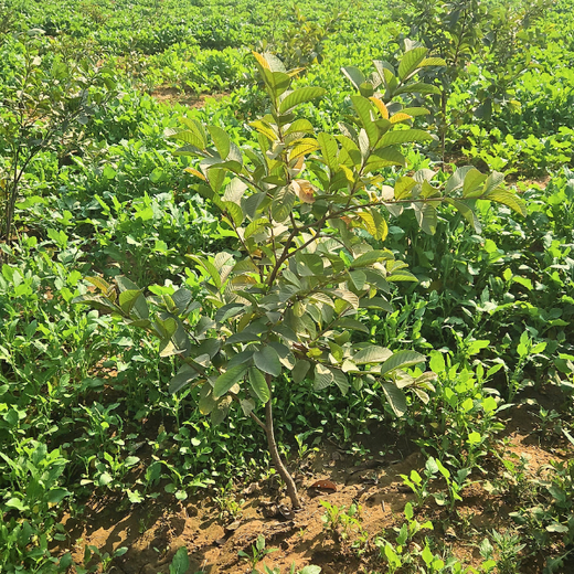 Growing Green, Empowering Farmers: Fareportal’s Agroforest CSR Drive – 1 year