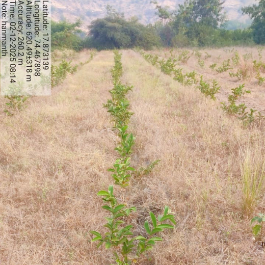 Investa Pumps Cultivates Change: A CSR Initiative for Agroforestry and Sustainability – 2 years