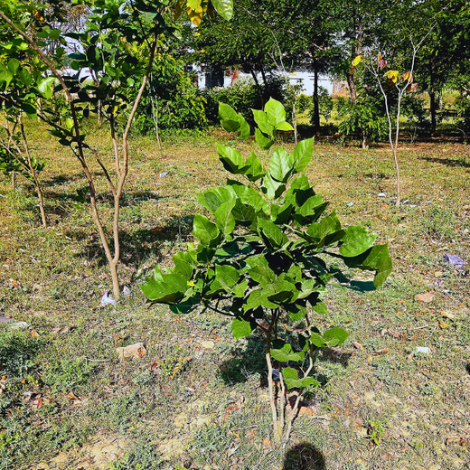 Resistoflex Dynamics: Building a Greener Community with Urban Forests – 3 years