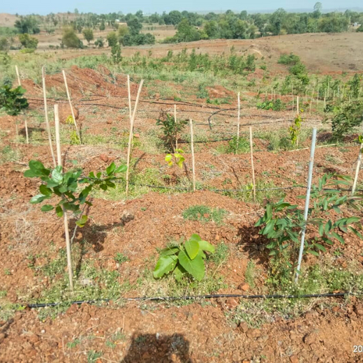 Law Meets Land: Dhir & Dhir Associates Advocates for Community Forests – Planting