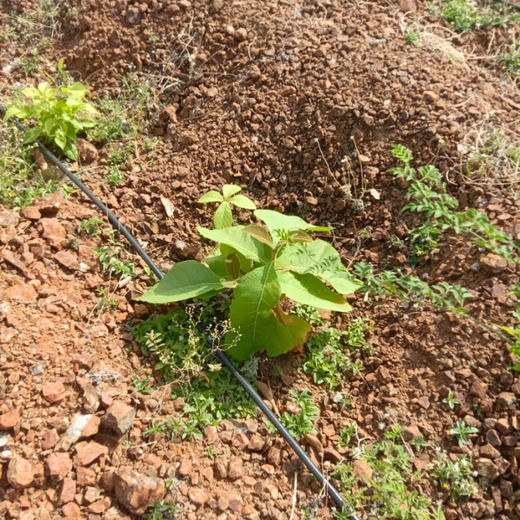Law Meets Land: Dhir & Dhir Associates Advocates for Community Forests – Planting