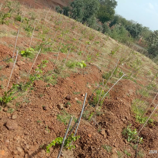 Law Meets Land: Dhir & Dhir Associates Advocates for Community Forests – Planting