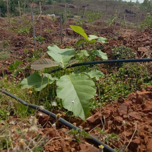 Law Meets Land: Dhir & Dhir Associates Advocates for Community Forests – Planting