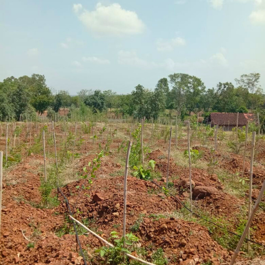 Law Meets Land: Dhir & Dhir Associates Advocates for Community Forests – Planting
