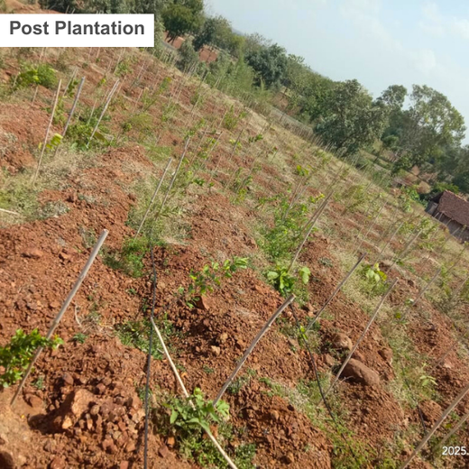Law Meets Land: Dhir & Dhir Associates Advocates for Community Forests – Planting