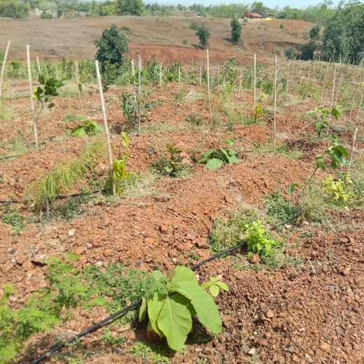 Law Meets Land: Dhir & Dhir Associates Advocates for Community Forests – Planting