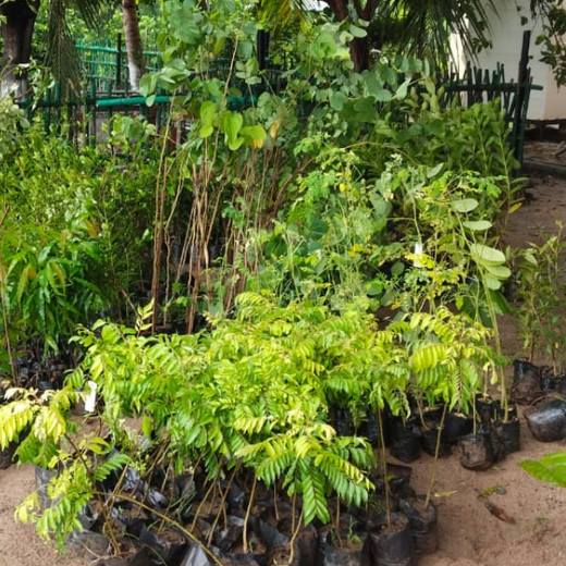 Leadership in Leaf: FICCI FLO Vadodara’s Sustainability Drive – Planting