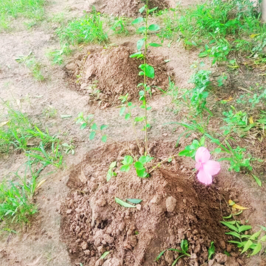 Leadership in Leaf: FICCI FLO Vadodara’s Sustainability Drive – 1 year