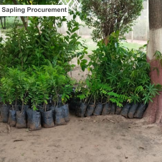 Leadership in Leaf: FICCI FLO Vadodara’s Sustainability Drive – Planting